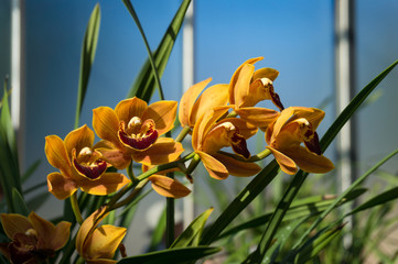 Wall Mural - Close up of blooming orange orchids flower with green leaves