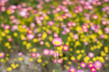 Canvas Print - Paper daisy flower blooming. Australian wild flowers