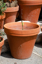 Terracotta Flower Pots And Growing Plants