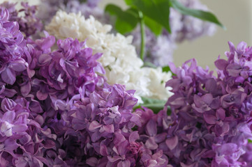 Poster - Lilac flowers close up. Spring flower floral background in modern colors