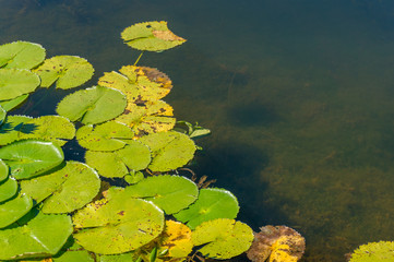 Poster - Purple blue water lilies on a pond. Nature background