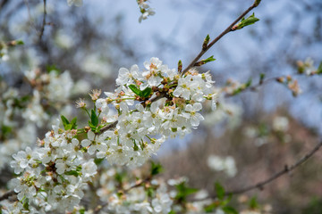 Sour cherry tree blossom, white tender flowers in spring on blue sky, selective focus, seasonal nature flora