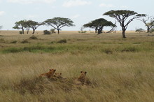 Group Of Lions In The Savannah