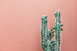 Green cactus on pink