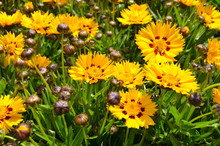 Many Vivid Yellow Coreopsis Flowers Commonly Known As Calliopsis Or Tickseed And Small Blurred Green Leaves In A Sunny Summer Garden, Fresh Natural Outdoor And Floral Background
