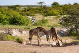 Fototapeta Sawanna - Two giraffes at a salt lick in the Masai Mara