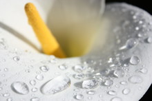 Rain In Lily