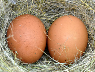 Two wild chicken eggs in a yellow grass nest on a white background