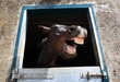 A horse 'laughs' while looking out from its stable door