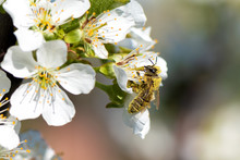 Honey Bee Collecting Pollen From A Blooming Pear Tree.