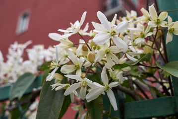 Wall Mural - Clematis armandii