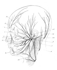 The nerves of human head in the old book the Human Anatomy Basics, by A. Pansha, 1887, St. Petersburg