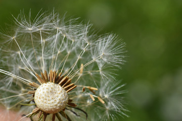 Dandelion seeds background. Little fluffy white Dandelion in the meadow