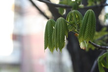 Nature Is Awakening, Spring, Branch With Young Green Chestnut Leaves