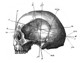 view of human skull, from a side in the old book the human, by k. fogt, 1866, st. petersburg