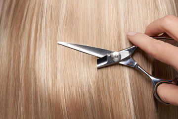 Wall Mural - Hairdresser cuts long blonde hair with scissors. Hair salon, hairstylist. Care and beauty hair products. Dyed hair