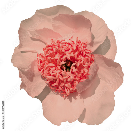 Peony flower in fashionable color.