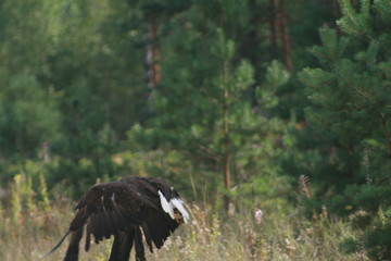 White-tailed eagle (Haliaeetus albicilla) in the North of Belarus