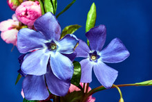 Blue Periwinkle Flowers Blooming In Spring In The Meadow.