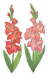 Gladiolus flower graphic color isolated sketch set illustration vector
