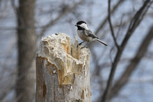 Black-capped Chickadee Perched On Its Nest Built In A Dead Trunk