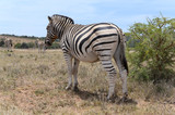 Fototapeta Sawanna - Zebras in Addo Elephant Park