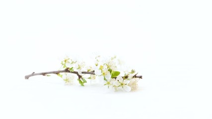 branch with plum flowers isolated on a white background
