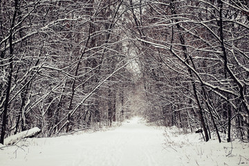 Wall Mural - Winter forest with path