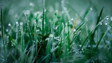 Close-up Of Drops Of Dew On Grass