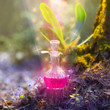 magic potion in bottle in  fairy forest