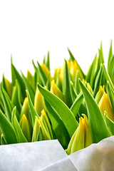 Wall Mural - Closeup of a bouquet of yellow dutch tulips in bud with green leaves in paper isolated on white. Springtime concept. Vertical image with selective focus and copy space.      