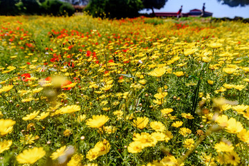 Spring flower field and blue sky.