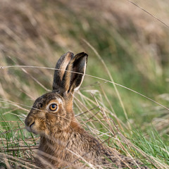 brown hare (lepus europeaus) in an english field on a sunny spring evening