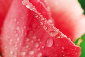 Sticker - Vintage Flower rose with drops of water, close up detail..