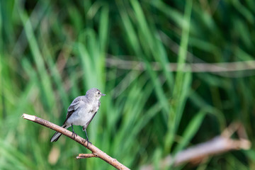 Juvenile white wagtail or Motacilla alba