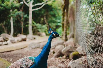 Beautiful colorful peacock on green alley