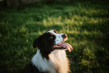 From Above Cheerful Pedigreed Border Collie Dog With Tongue Out Looking At Camera While Sitting On Grass In Park