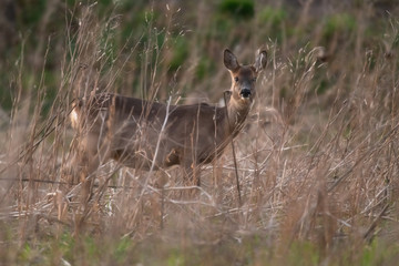 Wall Mural - Alert roe deer doe between tall dry grass at dusk.