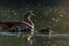 Side View Of Egyptian Goose With Little Goslings Swimming On Pond In Sunny Day