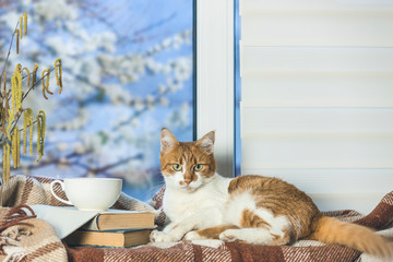 White cup of coffee and books and Red and white cat relax on the window sill.  In the background, a beautiful spring landscape. Cozy home concept. Stay at home and relax