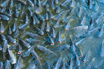 Wall Mural - Many tilapia pop up to breathe on the surface because of lack of oxygen. Because of the weather. Dirty Oxygen Water in Water
