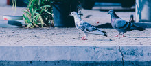 Pigeons On Pavement
