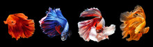 Thai Fighting Fish Moving Dancing Action With Nice Halfmoon Tail Fin, Multicolor On Black Background.  Thailand Siamese Fighting Fish.