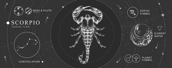 Wall Mural - modern magic witchcraft card with astrology scorpio zodiac sign. realistic hand drawing scorpion ill