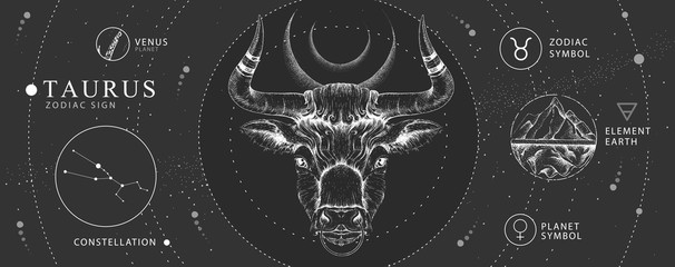 Wall Mural - modern magic witchcraft card with astrology taurus zodiac sign. realistic hand drawing bull head. zo