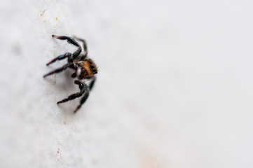 macro photography of a small jumping spider in a white wall