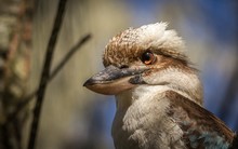 Close-up Of Kookaburra Outdoors