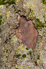 Canvas Print - bark closeup