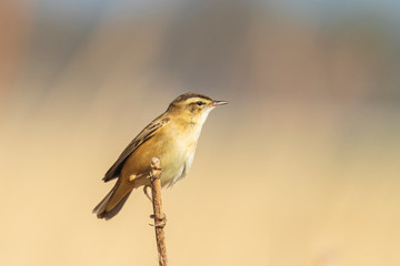 Wall Mural - Eurasian reed warbler Acrocephalus scirpaceus bird singing in reeds during sunrise.