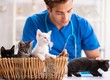 © Elnur - Vet doctor examining kittens in animal hospital